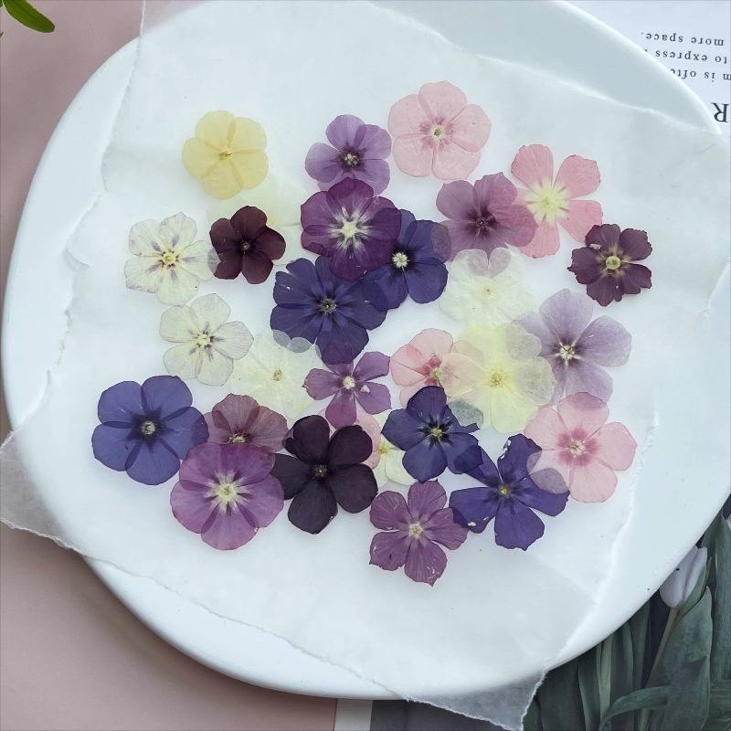 12 peças, nicho semi-transpare - Embellishment Crafts avaliação e preço