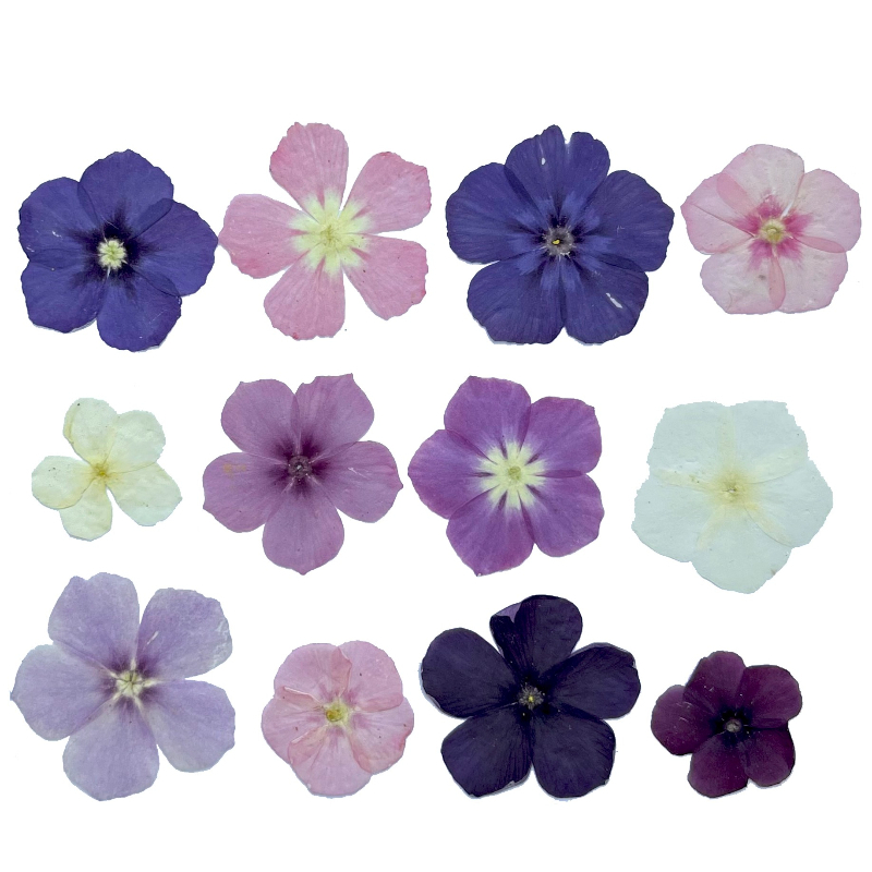 12 peças, nicho semi-transpare - Embellishment Crafts avaliação e preço